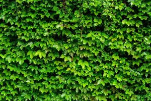 Textures & Backgrounds | Wall Of Ivy Wall Mural Textures & Backgrounds Textures & Backgrounds