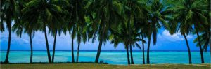 Trees | Aitutaki Lagoon Cook Islands Palm Trees Wall Mural Landscapes & Scenic Landscapes & Scenic