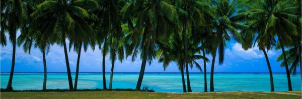 Trees | Aitutaki Lagoon Cook Islands Palm Trees Wall Mural Landscapes & Scenic Landscapes & Scenic