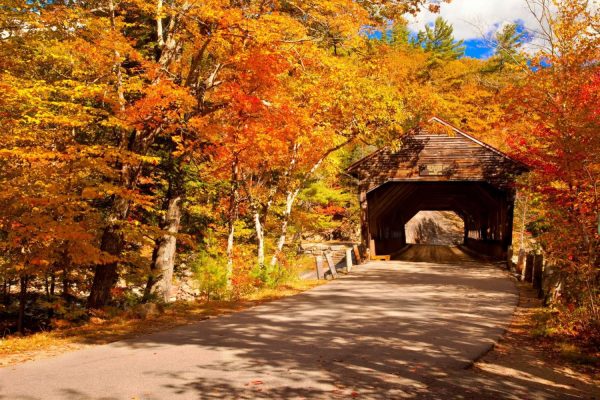 Trees | Albany Covered Bridge Wall Mural Architectural Architectural