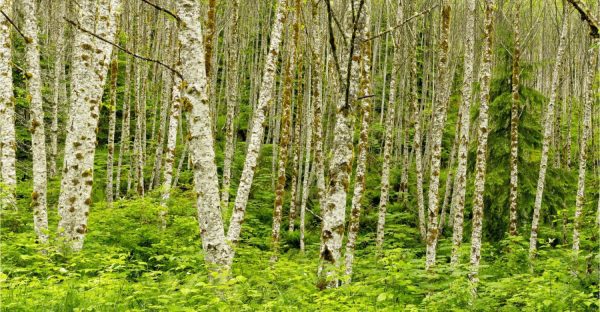 Trees | Alder Grove Panorama Mural Wallpaper Mural Forests Forests