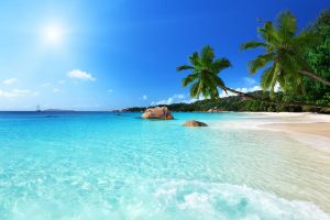 Trees | Anse Lazio Beach Mural Wallpaper Beach & Tropical Beach & Tropical