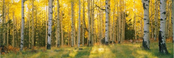 Trees | Aspen Trees In Coconino National Forest Mural Wallpaper Extra Large Extra Large