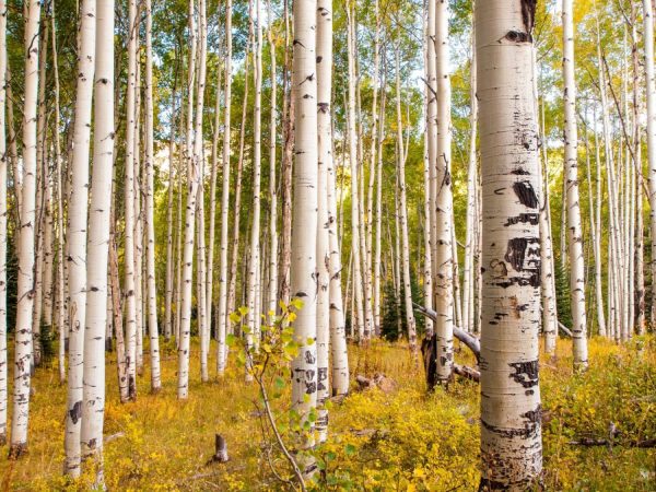 Trees | Autumn Aspen Trees Wall Mural Trees Trees