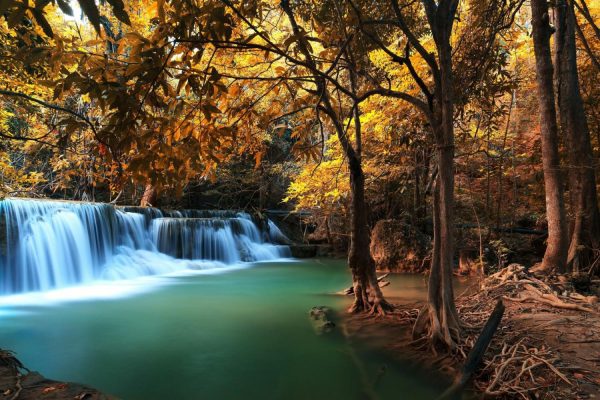 Trees | Autumn Deep Forest Waterfall Wall Mural Forests Forests