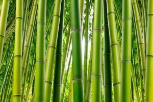 Trees | Bamboo Serenity Wallpaper Mural Colors Colors