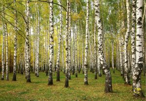 Trees | Birch Trees In Autumn Mural Wallpaper Forests Forests