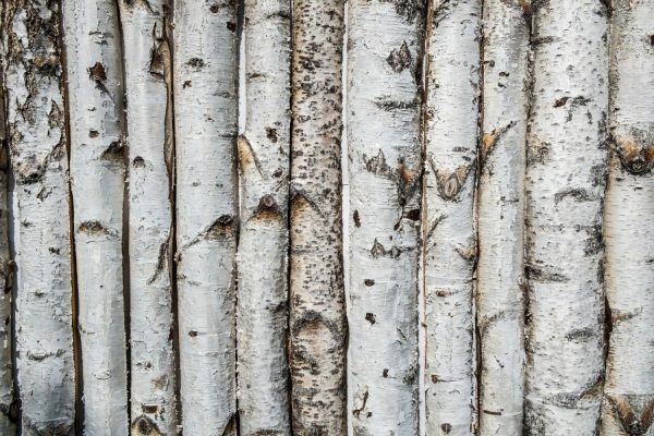 Trees | Birch Wooden Background Wall Mural Textures & Backgrounds Textures & Backgrounds