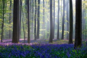 Trees | Bluebells Mural Wallpaper Colors Colors