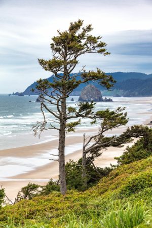 Trees | Cannon Beach Tree Mural Wallpaper Beach & Tropical Beach & Tropical