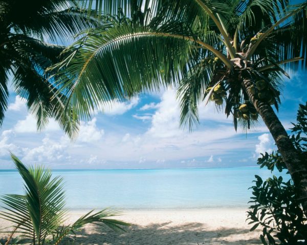 Trees | Coconut Palms, Bora Bora Mural Wallpaper Beach & Tropical Beach & Tropical