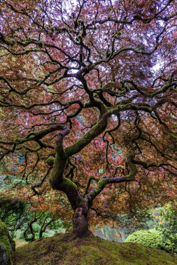 Trees | Colorful Japanese Maple Tree Wallpaper Mural Trees Trees