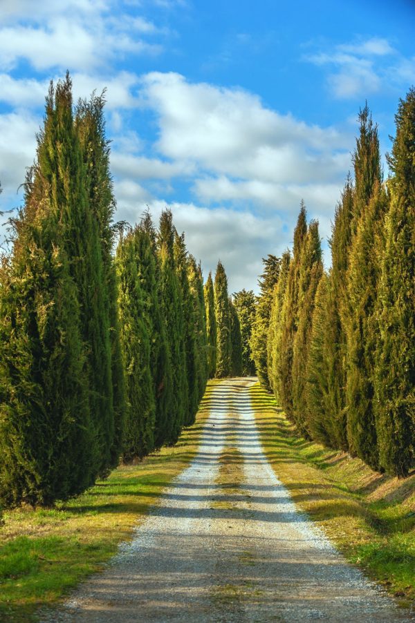 Trees | Cypress Path Mural Wallpaper Italian Italian