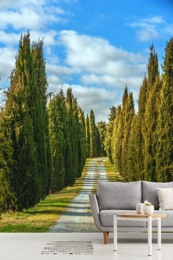 Trees | Cypress Path Mural Wallpaper Italian Italian