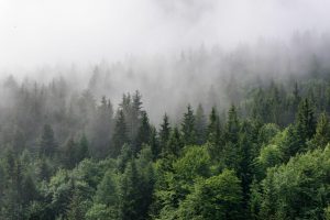 Trees | Evergreen Mist Wall Mural Forests Forests