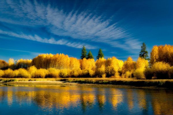 Trees | Fall Colored Aspen Trees And Deschutes River Wall Mural Forests Forests