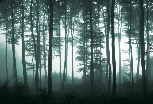 Trees | Foggy Forest Light Wallpaper Mural Forests Forests