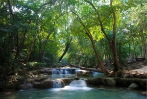 Trees | Forest Cascades Wall Mural Forests Forests