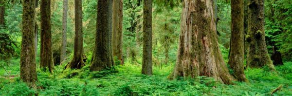 Trees | Hoh Rainforest In Olympic National Park Wall Mural Extra Large Extra Large