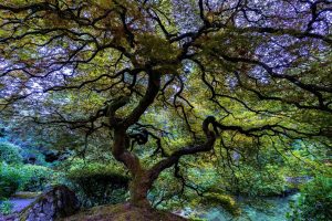 Trees | Japanese Maple Wallpaper Mural Trees Trees