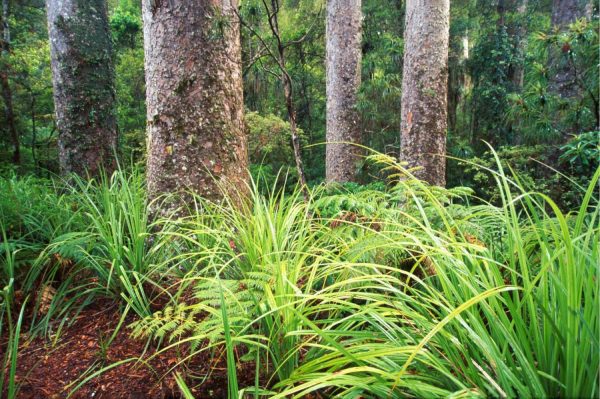 Trees | Kauri Trees Mural Wallpaper Trees Trees