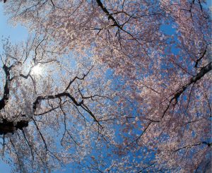 Trees | Low Angle View Of Cherry Blossom Trees Wall Mural Flowers Flowers