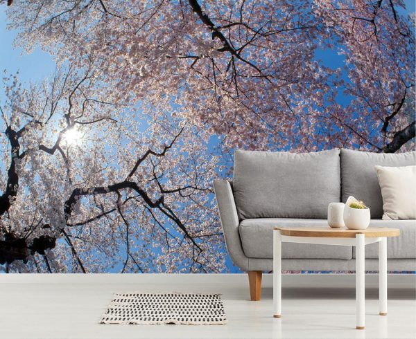 Trees | Low Angle View Of Cherry Blossom Trees Wall Mural Flowers Flowers