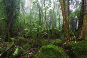 Trees | Lush Australian Rainforest Wallpaper Mural Forests Forests