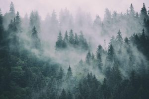 Trees | Misty MountainForest Landscape Wall Mural Forests Forests