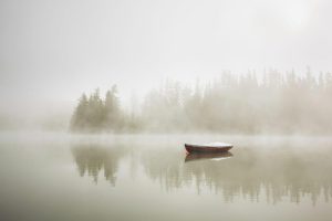 Trees | Morning Mist Wall Mural Forests Forests