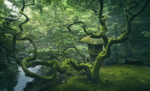 Trees | Mossy Japanese Tree Wallpaper Mural Trees Trees