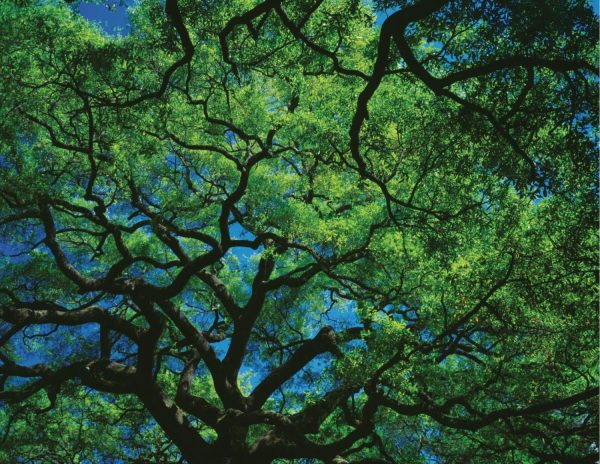 Trees | Oak Canopy Wall Mural Colors Colors