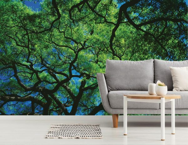 Trees | Oak Canopy Wall Mural Colors Colors