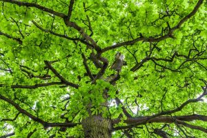 Trees | Oak Tree Crown With Spring Green Foliage Wall Mural Trees Trees