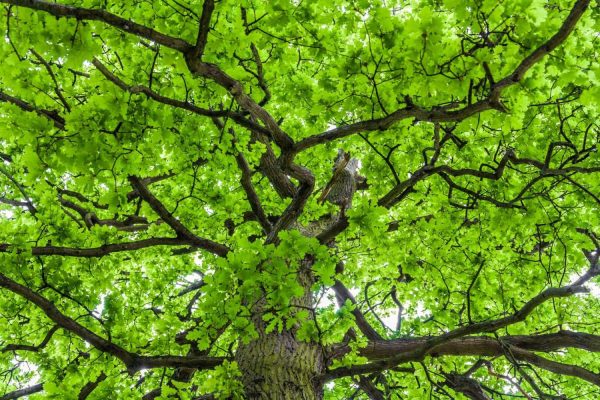 Trees | Oak Tree Crown With Spring Green Foliage Wall Mural Trees Trees