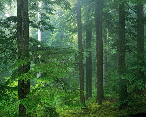 Trees | Old Growth Forest Mural Wallpaper Forests Forests