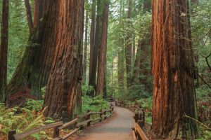 Trees | Pathway Through Muir Woods California Wall Mural Forests Forests