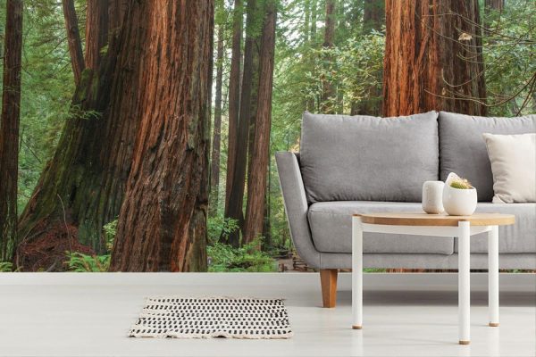 Trees | Pathway Through Muir Woods California Wall Mural Forests Forests