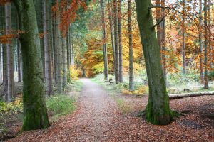 Trees | Peaceful Autumn Forest Path Wallpaper Mural Forests Forests