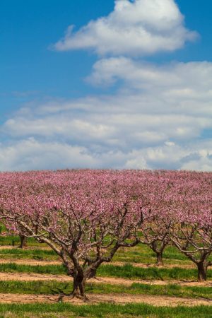 Trees | Peach Orchard Into The Sky Wall Mural Trees Trees