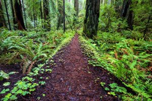 Trees | Redwood Path, California Wallpaper Mural Forests Forests