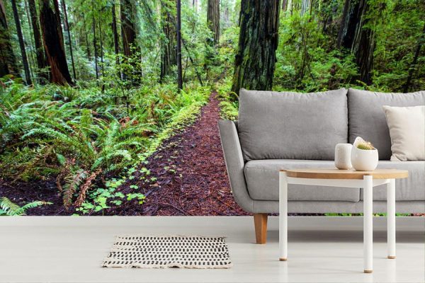 Trees | Redwood Path, California Wallpaper Mural Forests Forests