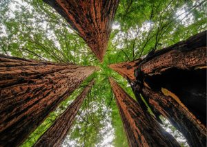 Trees | Sequoia Trees In Big Basin Redwoods State Park Mural Wallpaper Forests Forests