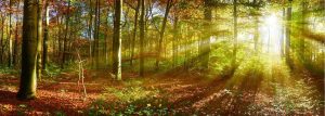 Trees | Sun Rays Through An Autumn Forest Wall Mural Forests Forests