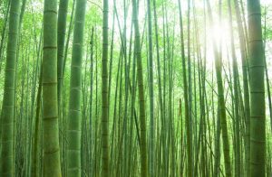 Trees | Sunlit Bamboo Forest Wallpaper Mural Colors Colors