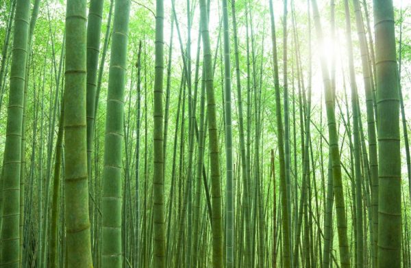 Trees | Sunlit Bamboo Forest Wallpaper Mural Colors Colors