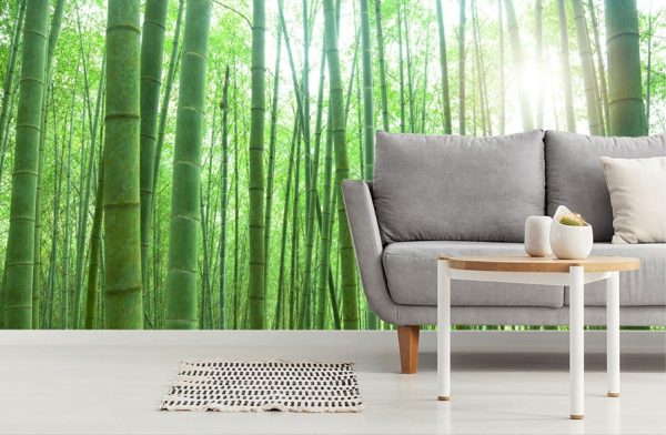 Trees | Sunlit Bamboo Forest Wallpaper Mural Colors Colors