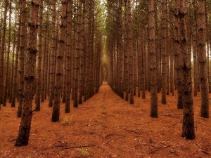 Trees | Through the Pines Wallpaper Mural Forests Forests