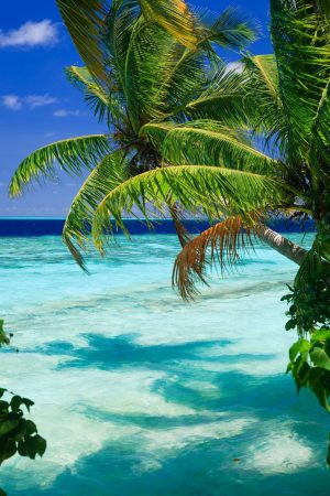 Trees | Tropical Paradise At Maldives With Palms And Blue Sky Wallpaper Mural Beach & Tropical Beach & Tropical