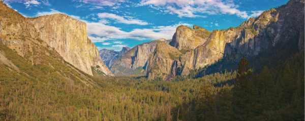 Trees | Tunnel View Wall Mural Extra Large Extra Large